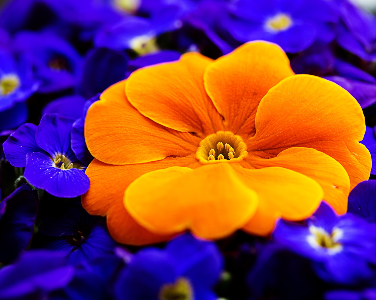 Большой оранжевый цветок среди синих цветов 