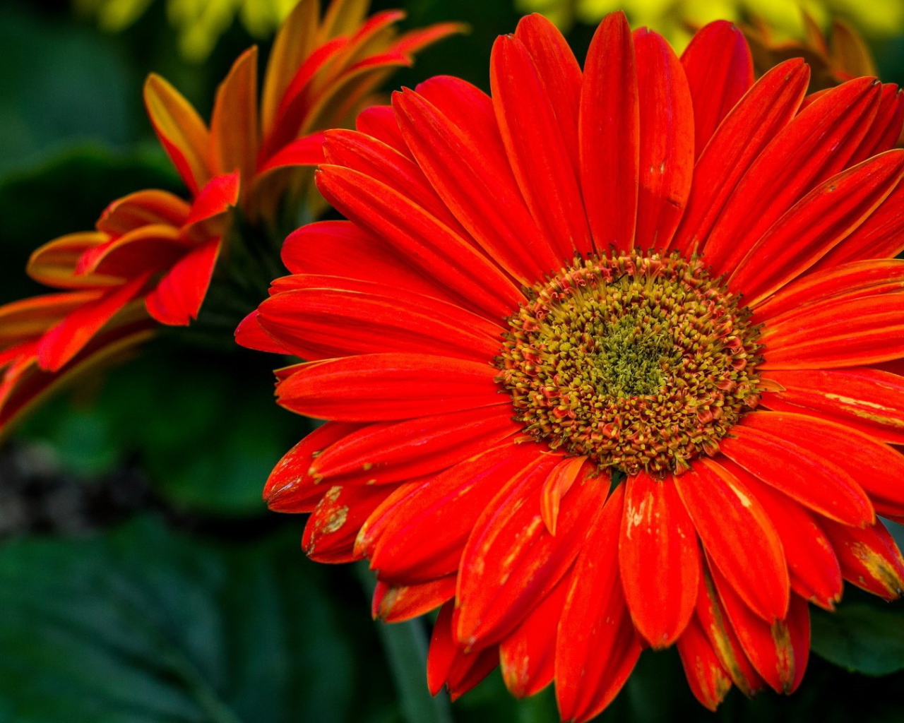 Крупный оранжевый цветок гербера 