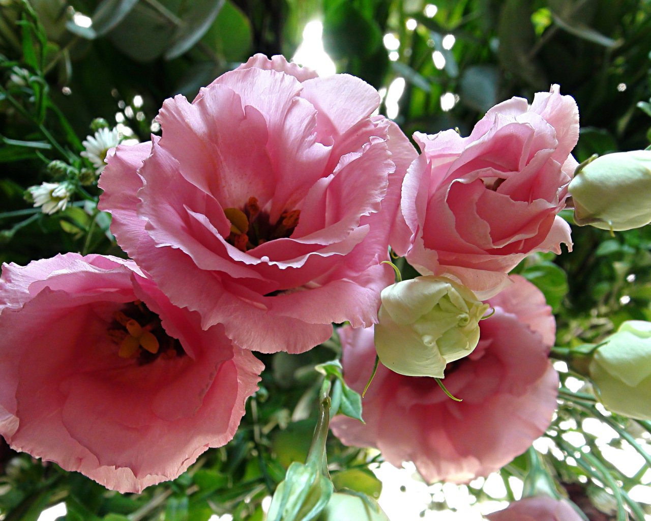 Крупные розовые цветы Эустома 