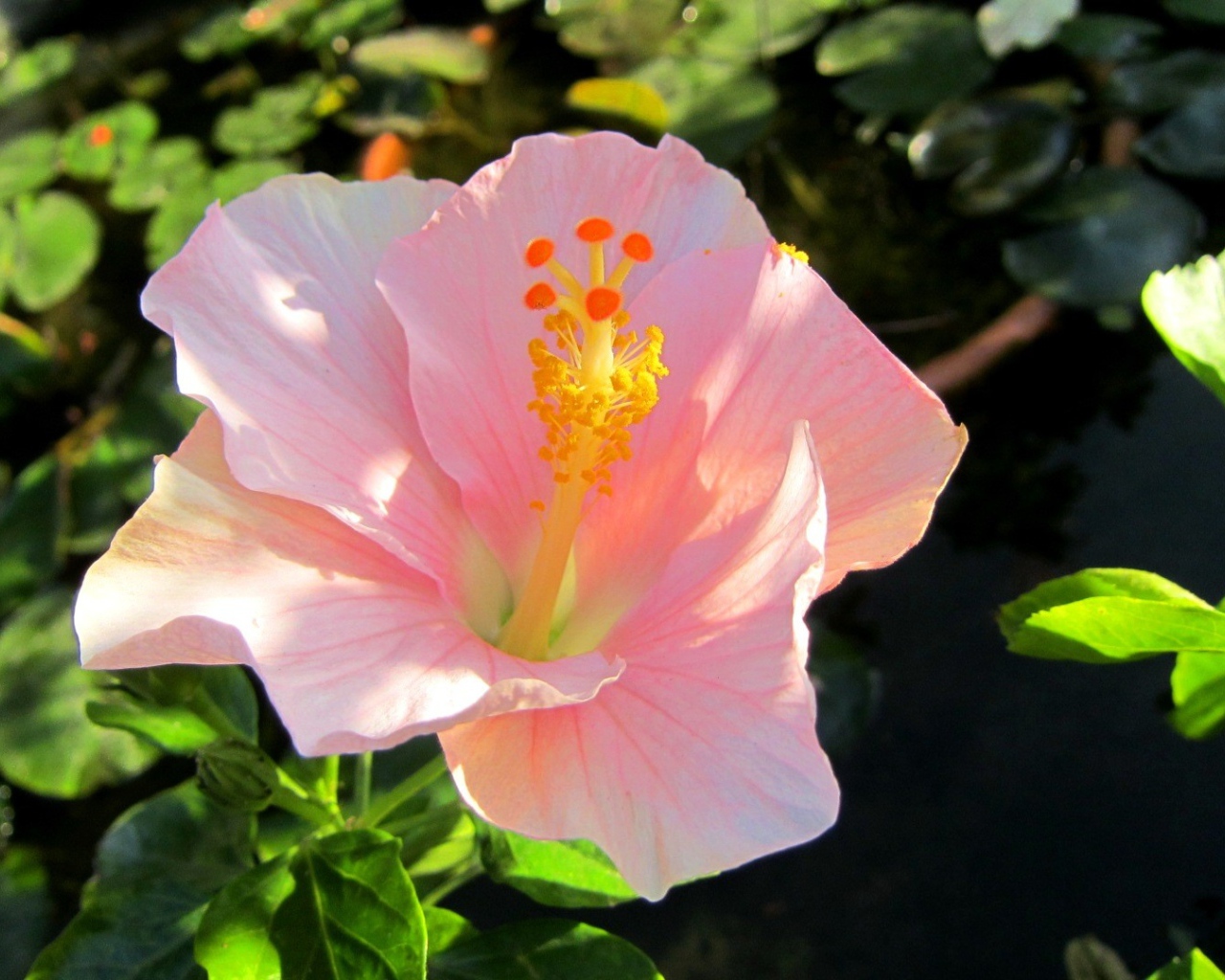 Крупный розовый цветок гибискуса 