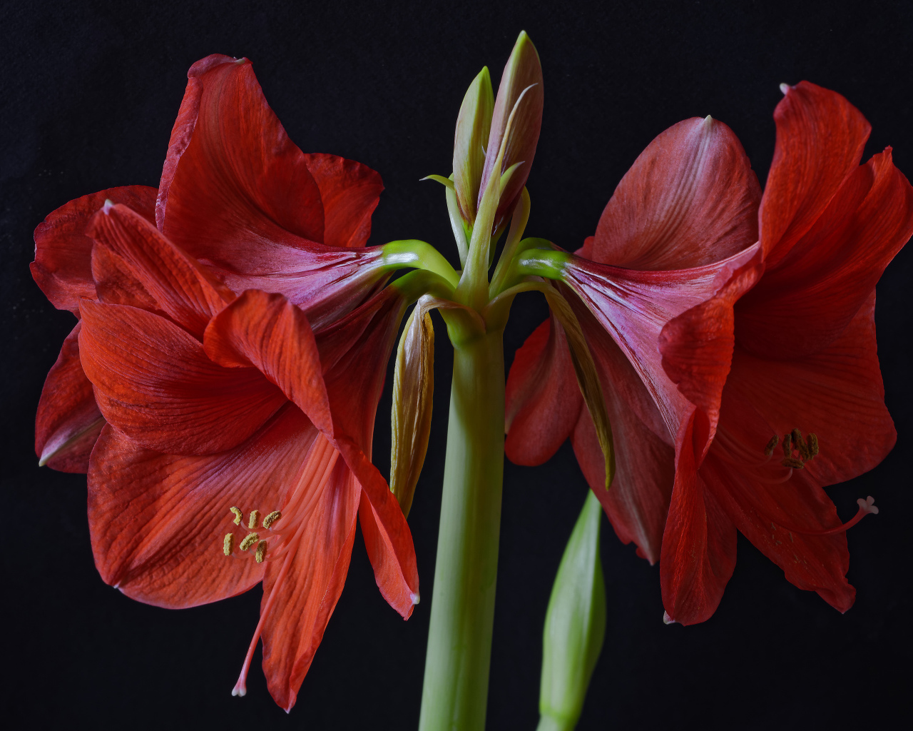 Крупные красные цветы Амариллис на черном фоне