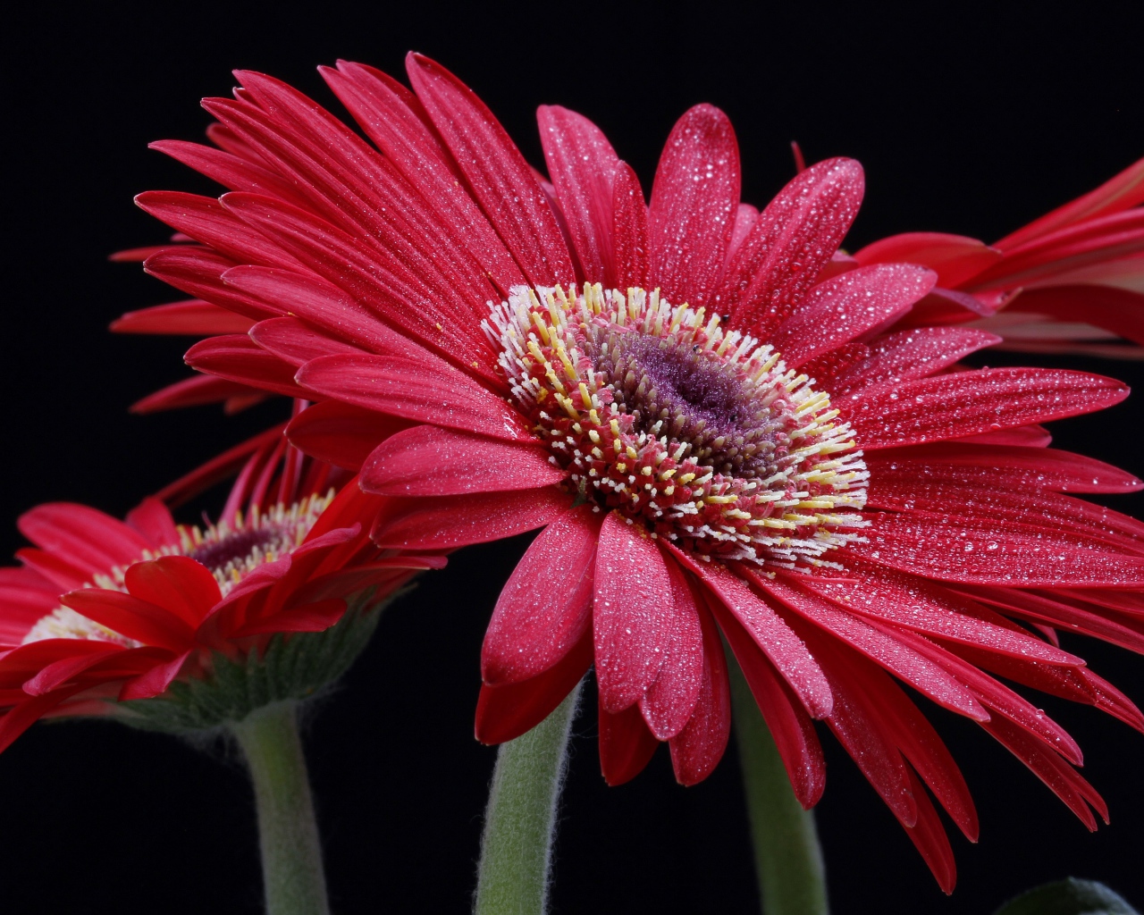 Крупная красная гербера с капельками воды на лепестках