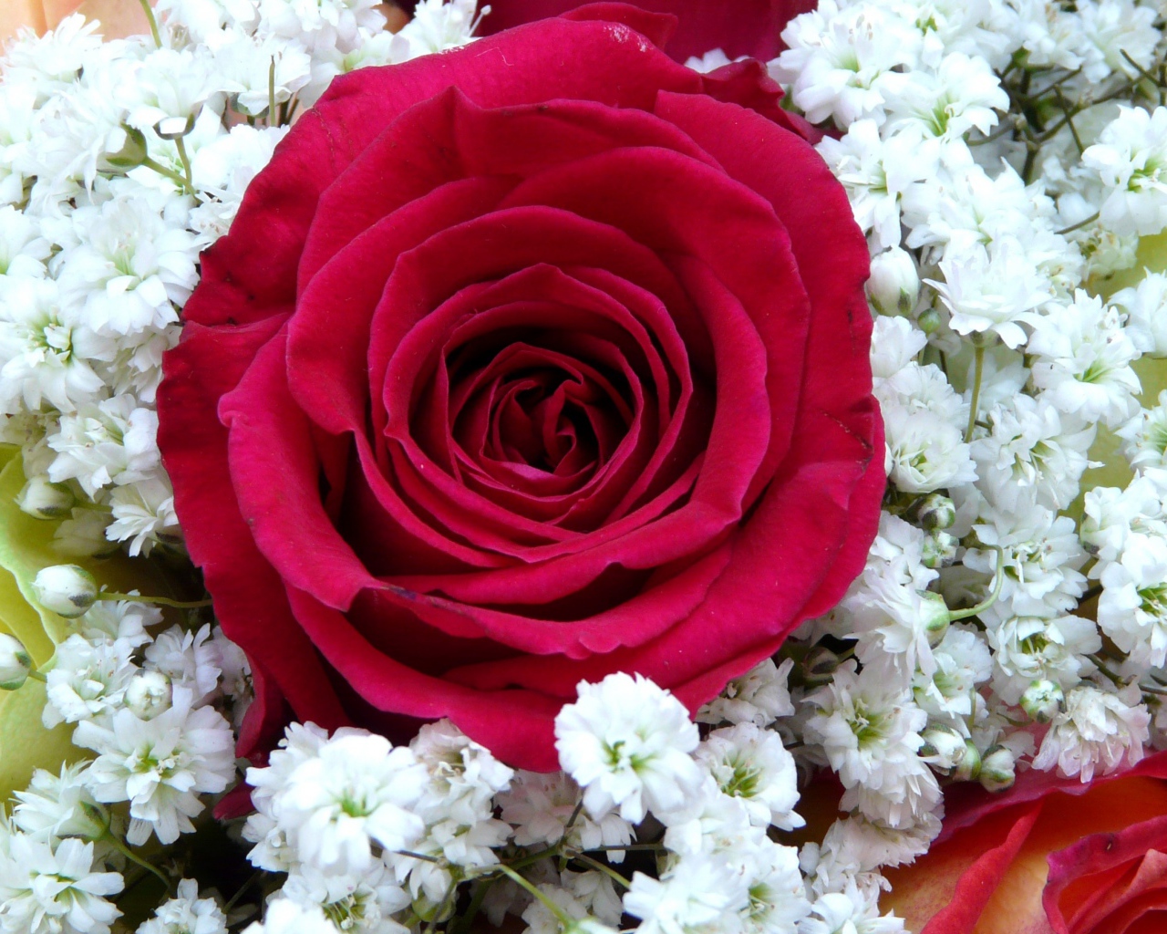 Крупная красная роза с белыми цветками левкой