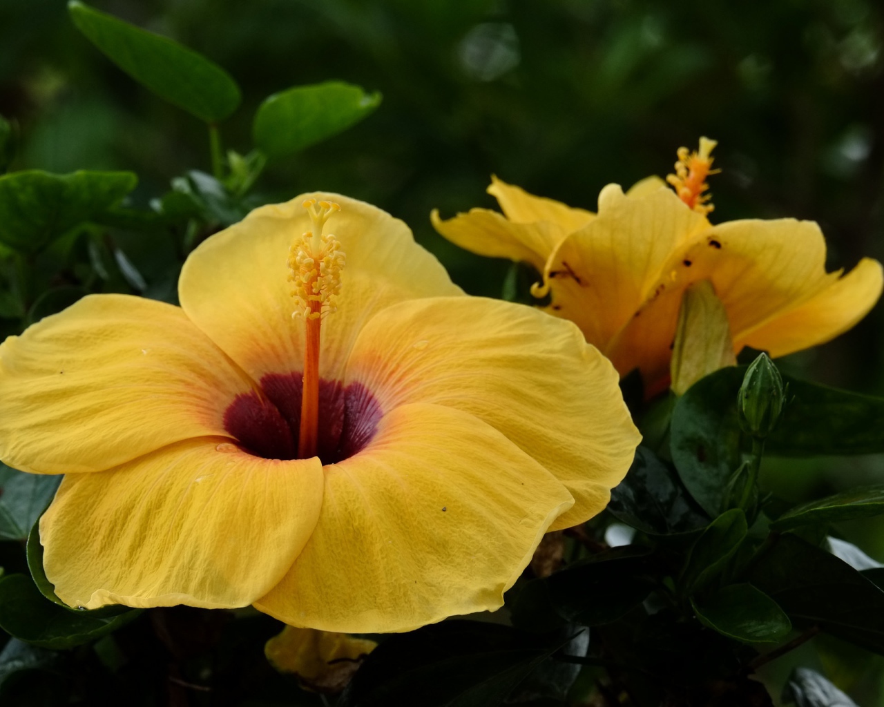 Большой желтый цветок гибискуса крупным планом