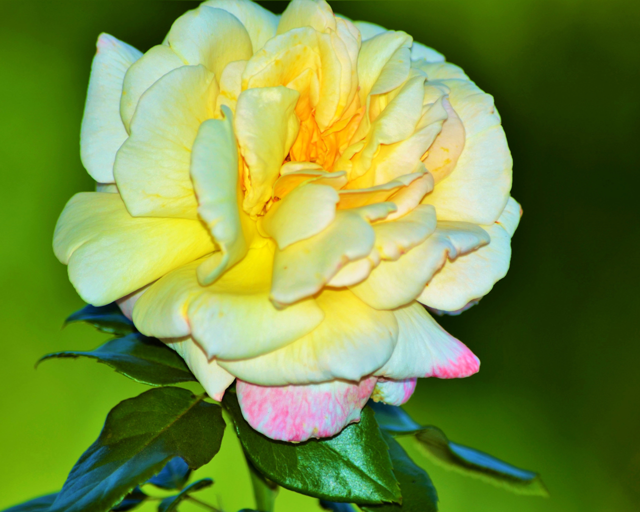 Крупная желтая роза на зеленом фоне