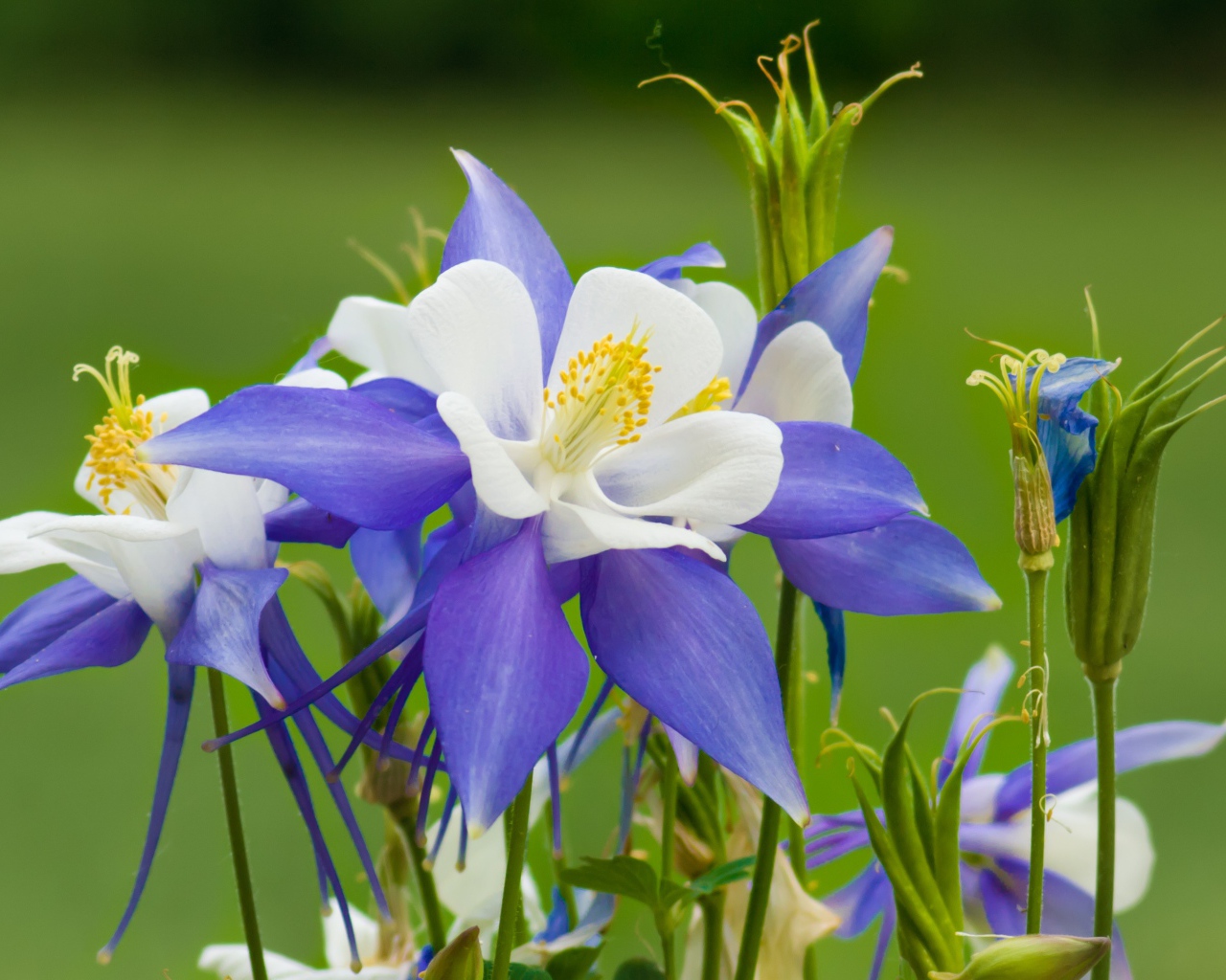 Сиренево- белые цветы водосбор на зеленом фоне