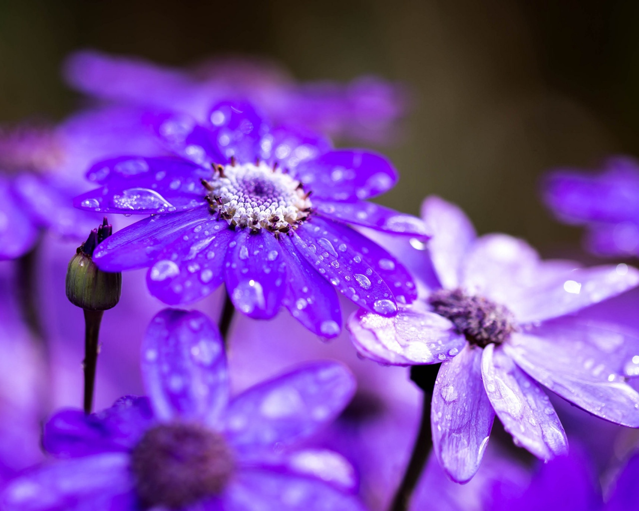 Сиреневые садовые цветы в каплях росы