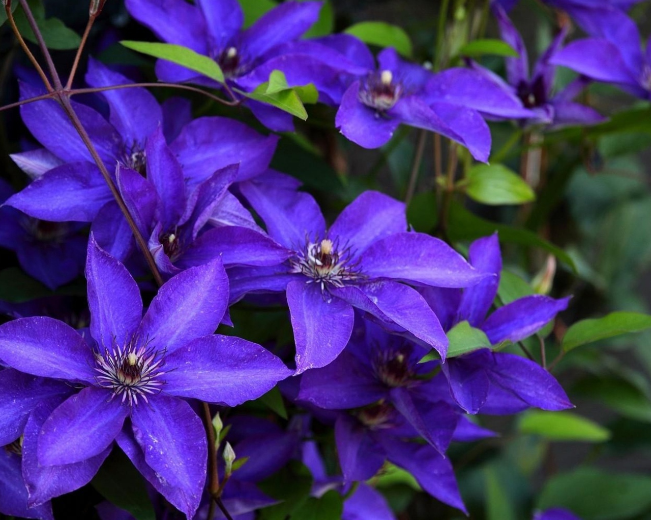 Сиреневый цветущий клематис крупным планом