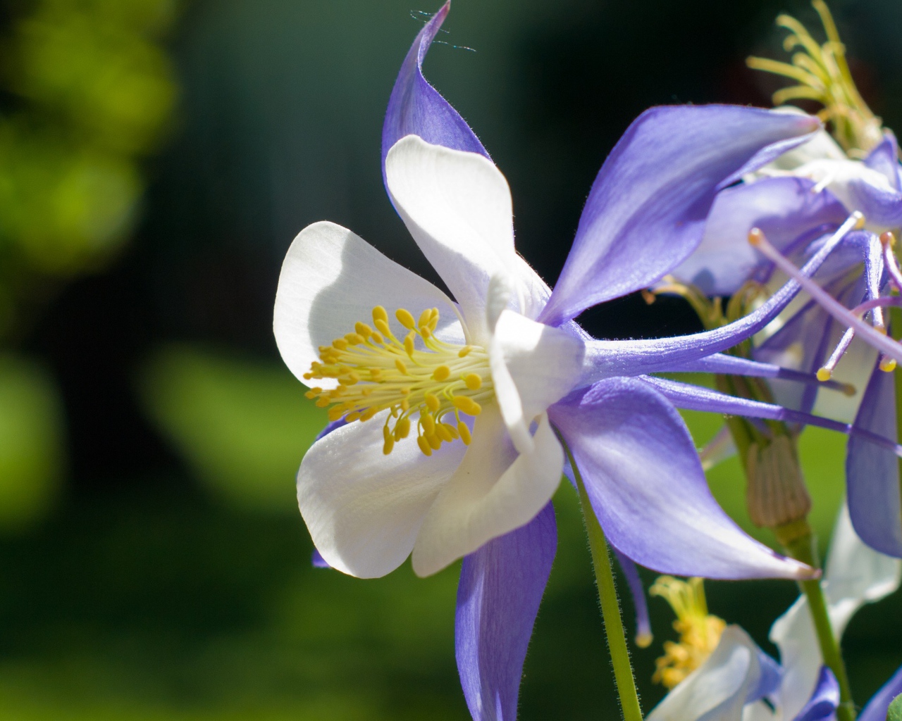 Сиреневый цветок колокольчик крупным планом 