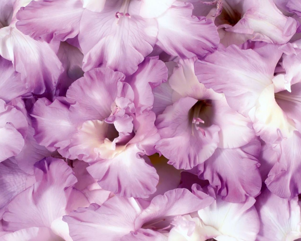 Сиреневые цветы гладиолусы крупным планом 