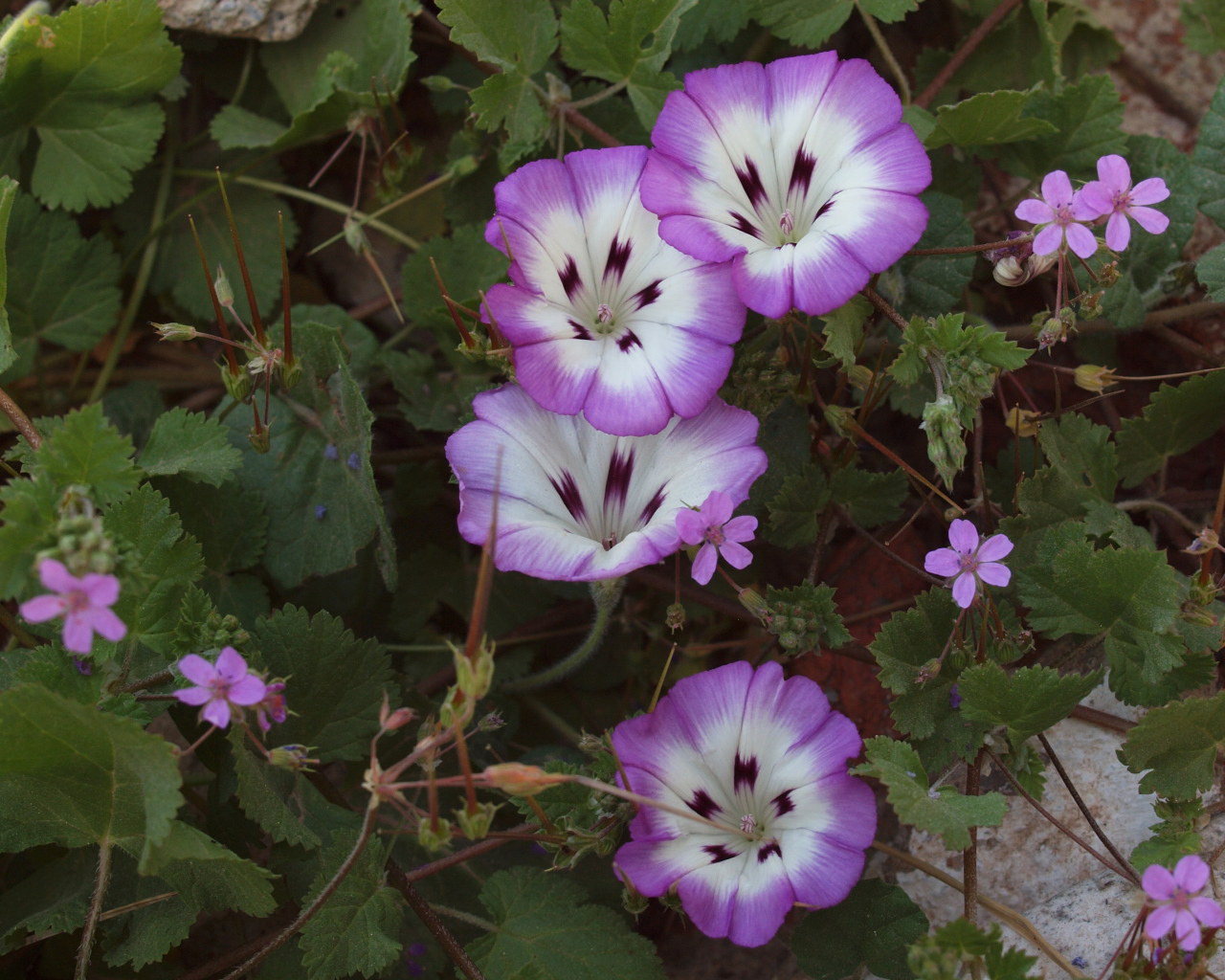 Сиреневые цветы вьюнки на клумбе