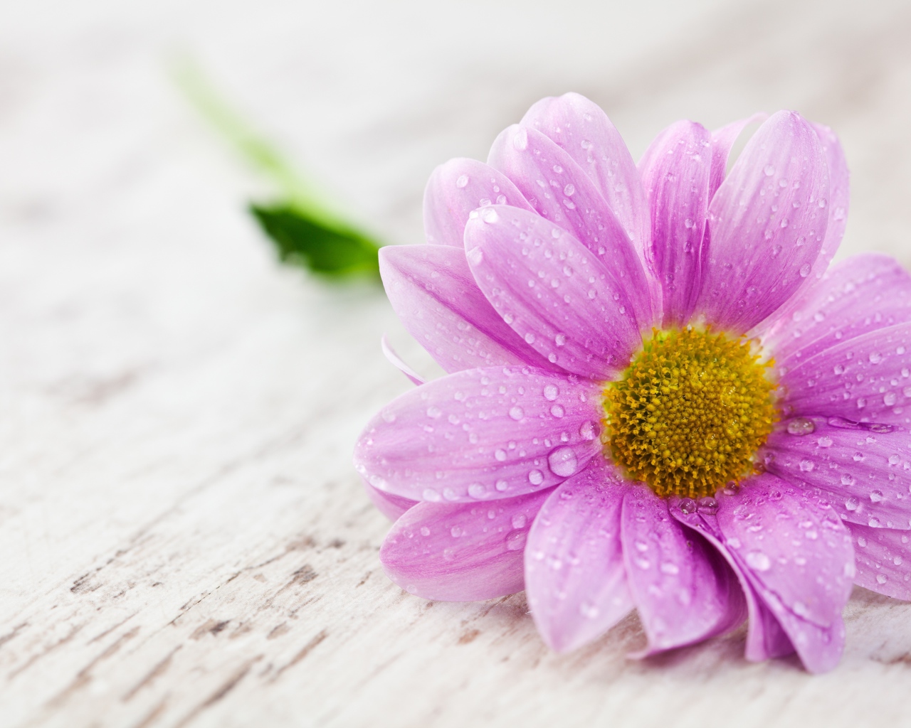 Сиреневый цветок герберы в каплях росы