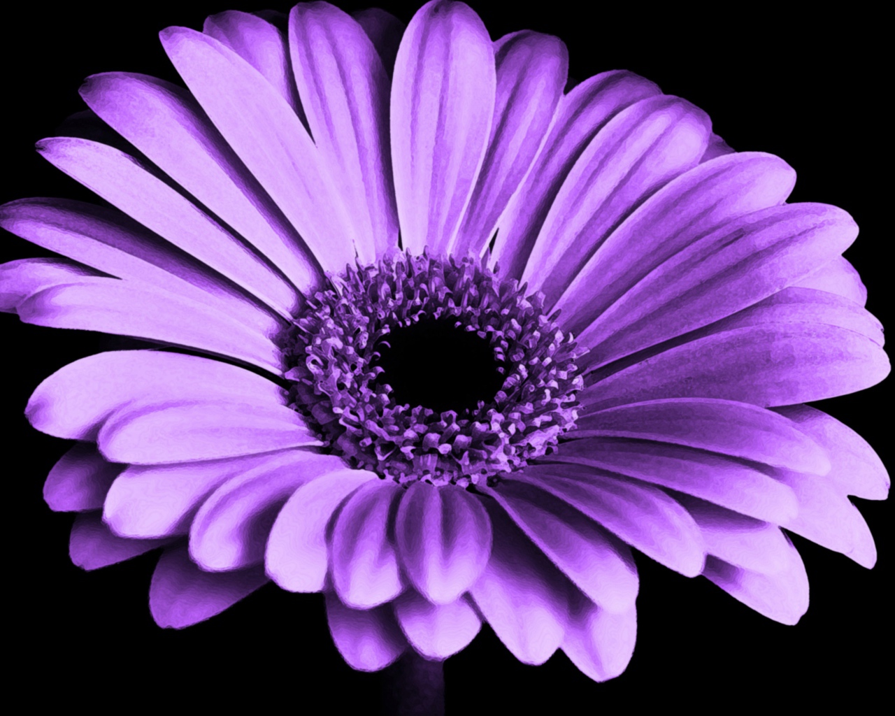 Сиреневая гербера на черном фоне крупным планом