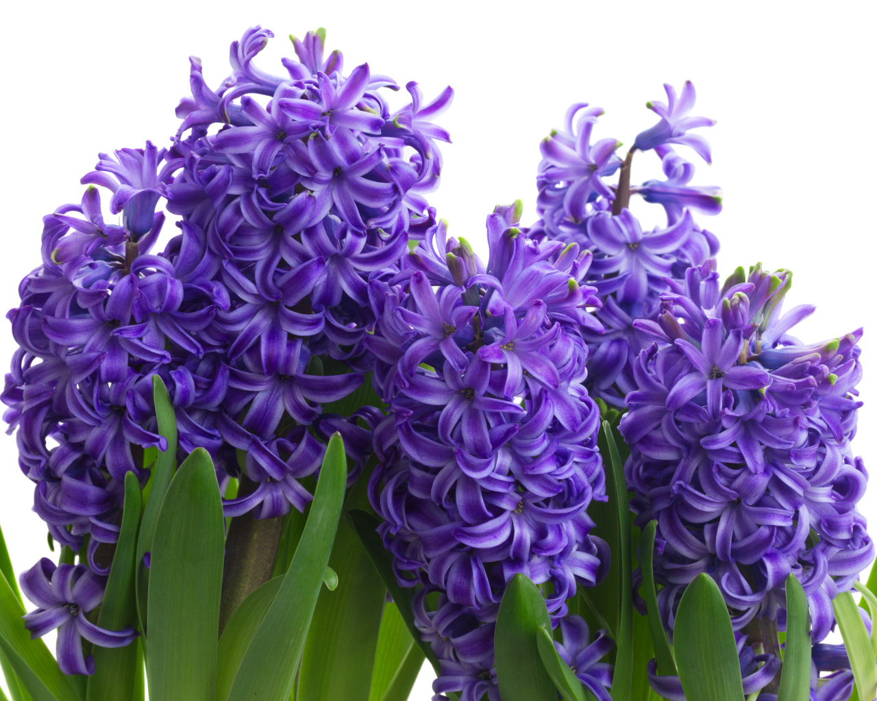 Сиреневые весенние цветы гиацинта на белом фоне