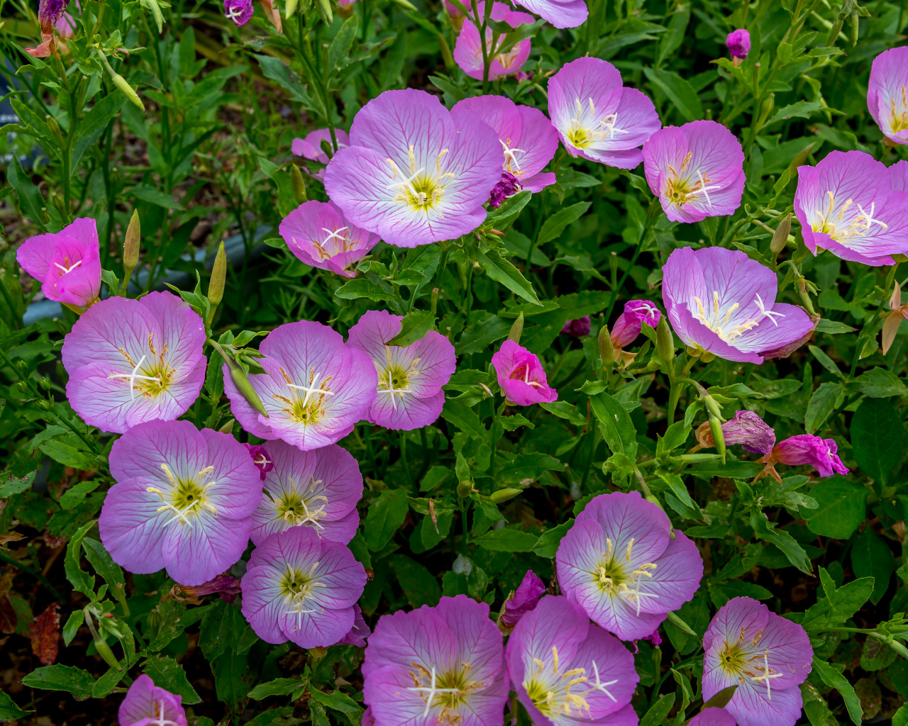 Сиреневые летние цветы крупным планом 