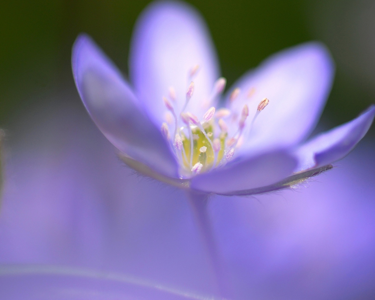 Маленький фиолетовый цветок фиалки крупным планом