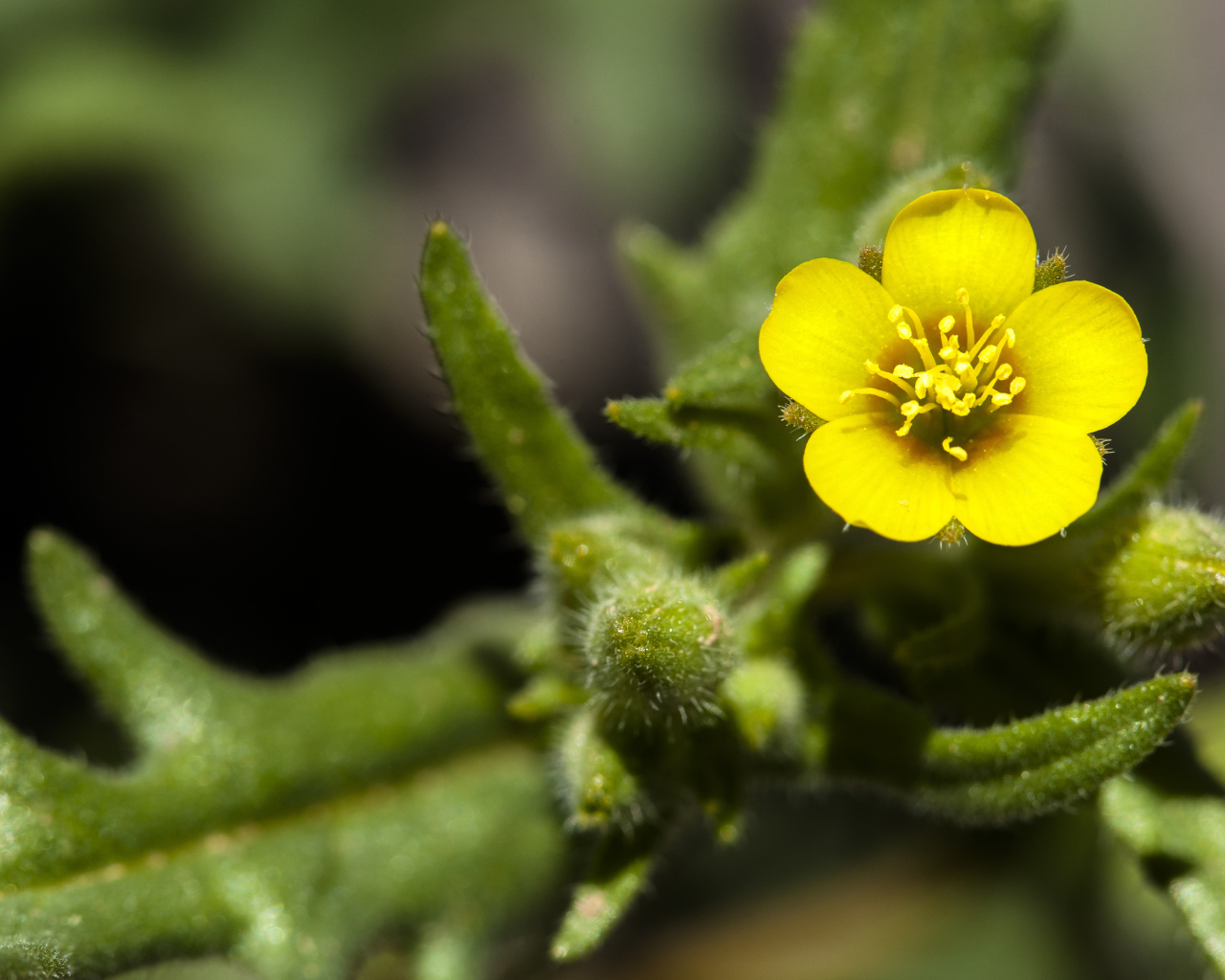 Маленький желтый цветок Mentzelia micrantha крупным планом