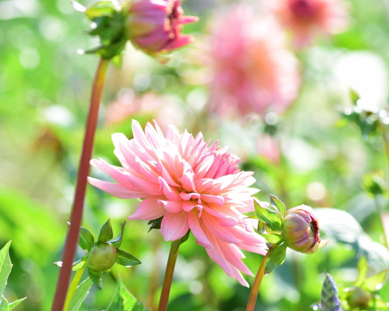 Пышная розовая георгина в саду 