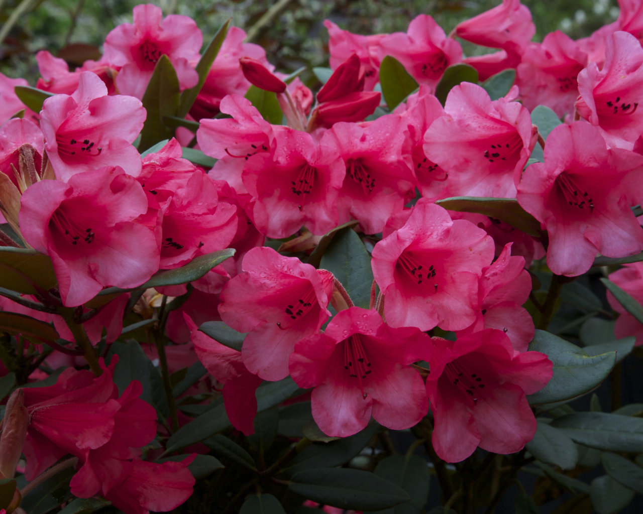 Много розовых цветов рододендрона крупным планом