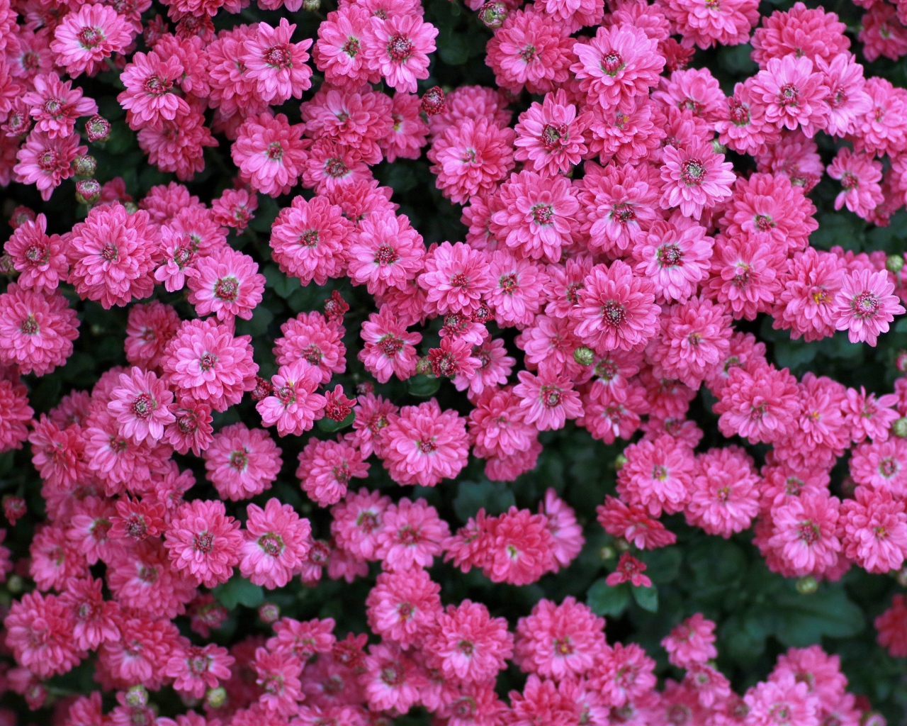 Много маленьких розовых цветов хризантемы