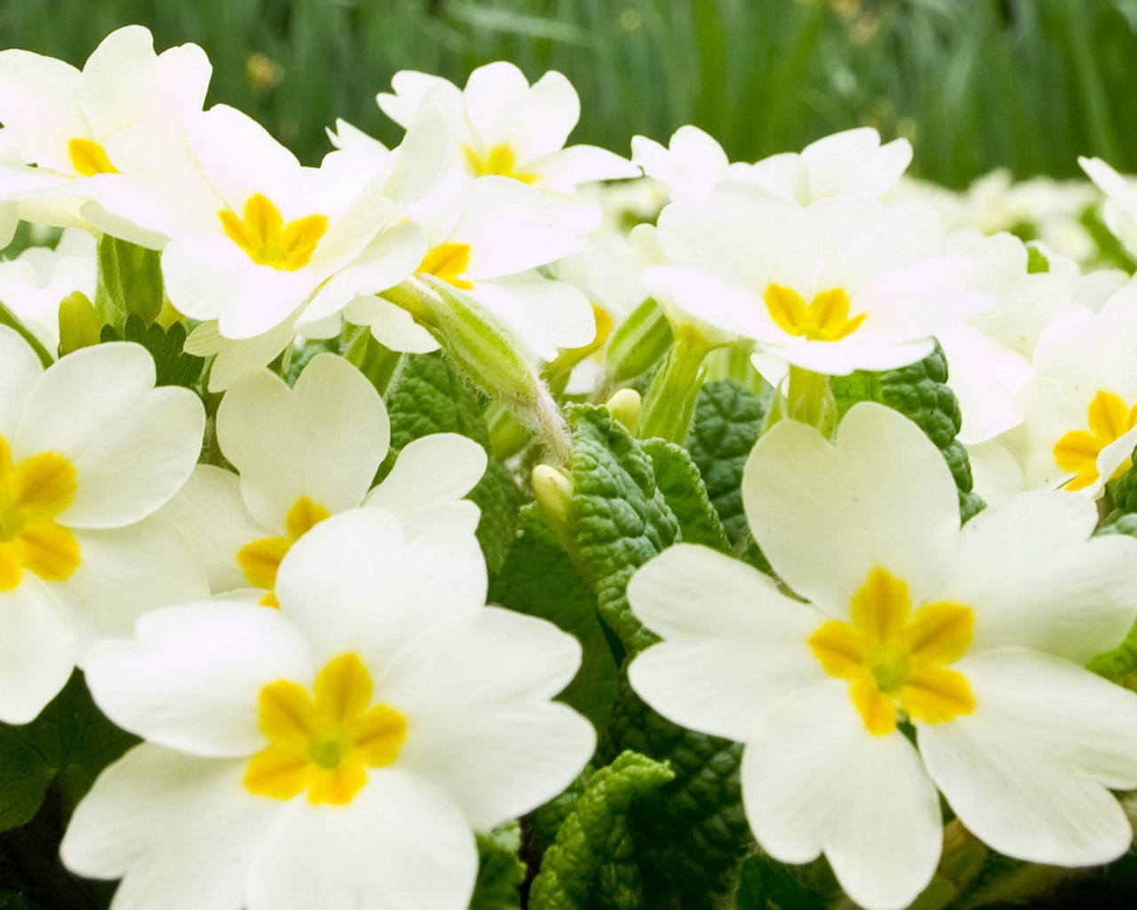 Много белых цветов примулы крупным планом