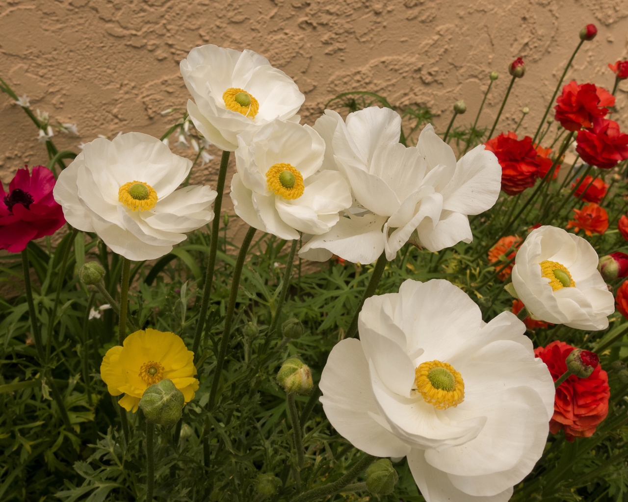 Разноцветные красивые цветы лютики на клумбе 