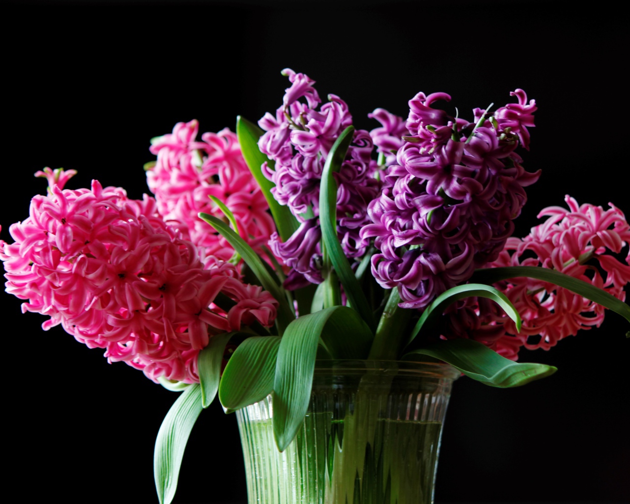 Разноцветные гиацинты в вазе на черном фоне
