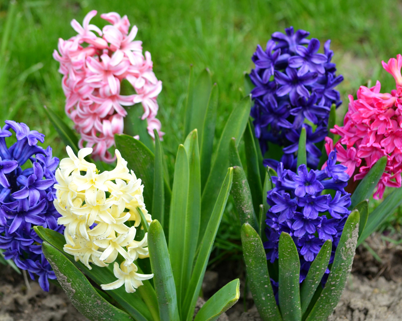 Разноцветные гиацинты на клумбе 