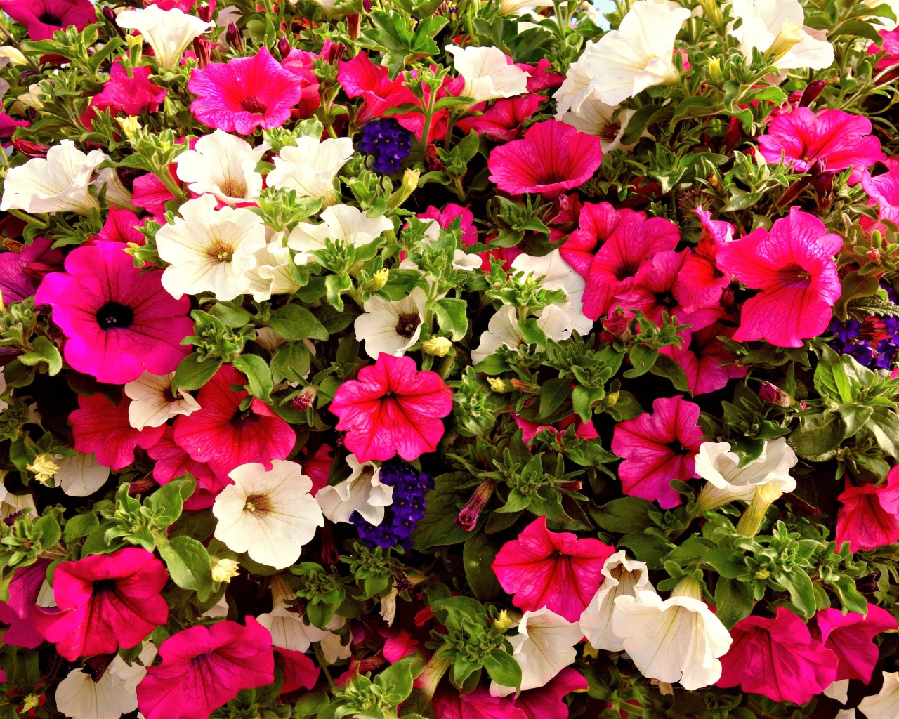 Разноцветные цветы петунии крупным планом