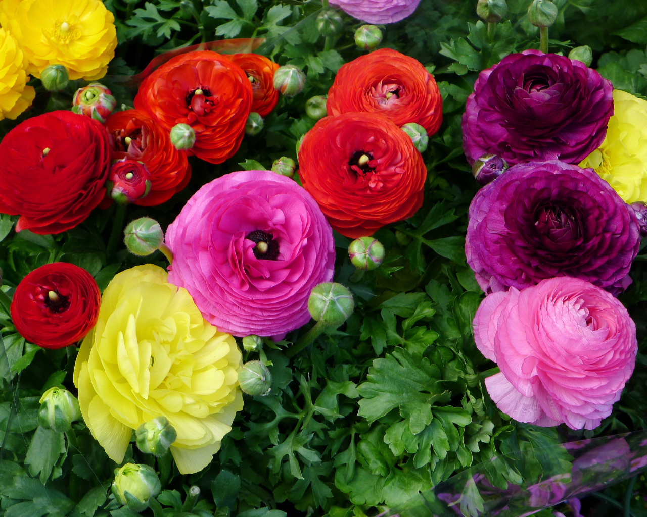 Разноцветные красивые цветы садовые лютики 