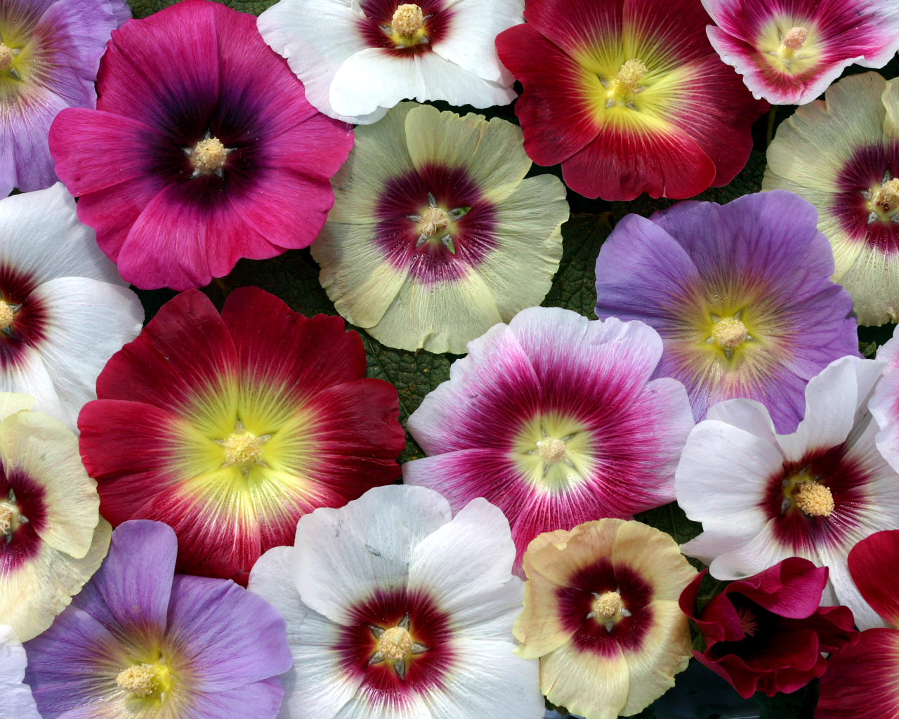 Разноцветные красивые цветы мальва