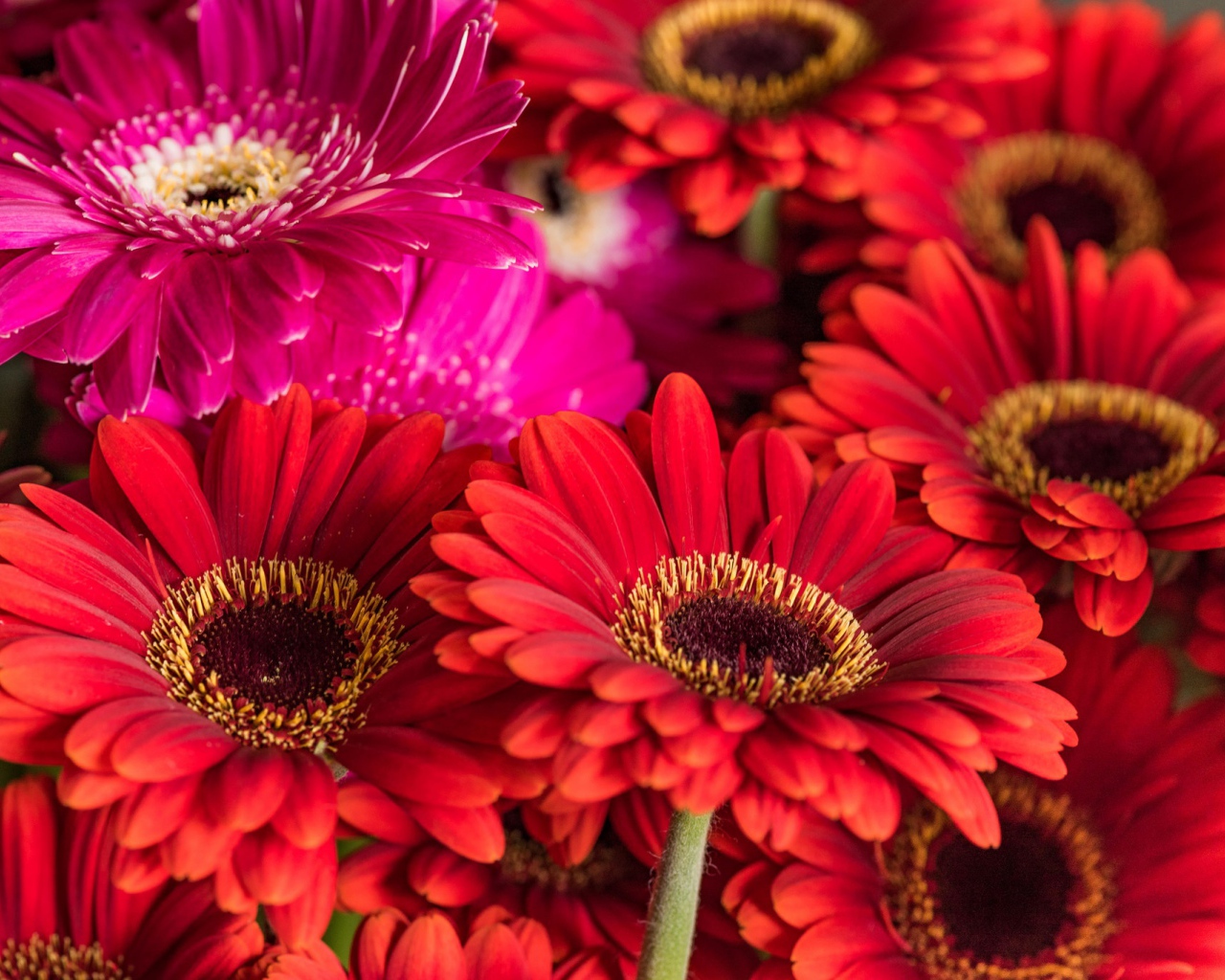 Разноцветные красивые  цветы герберы