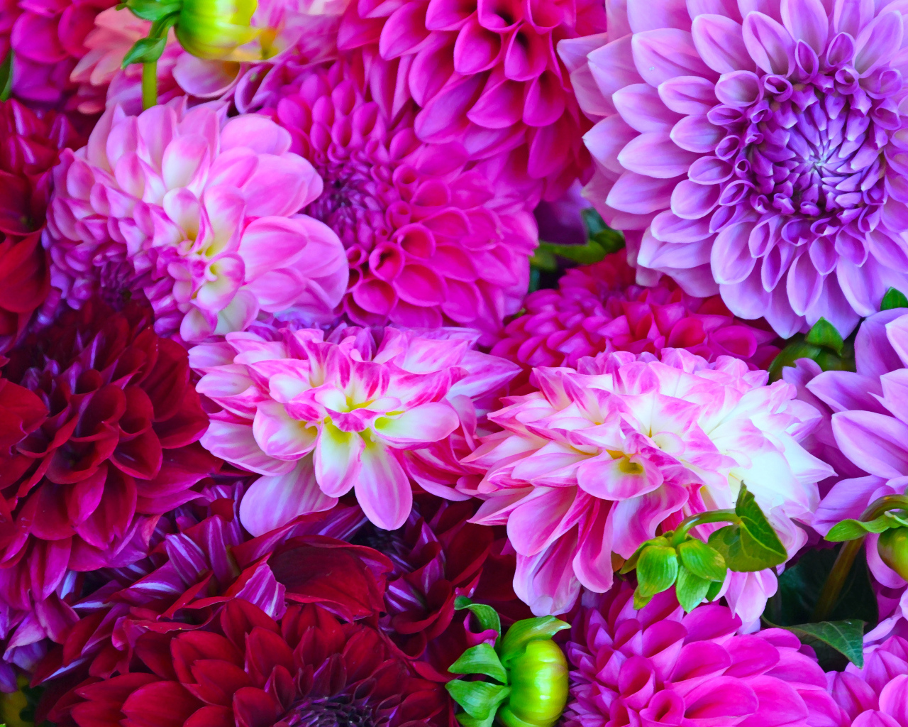 Разноцветные георгины крупным планом