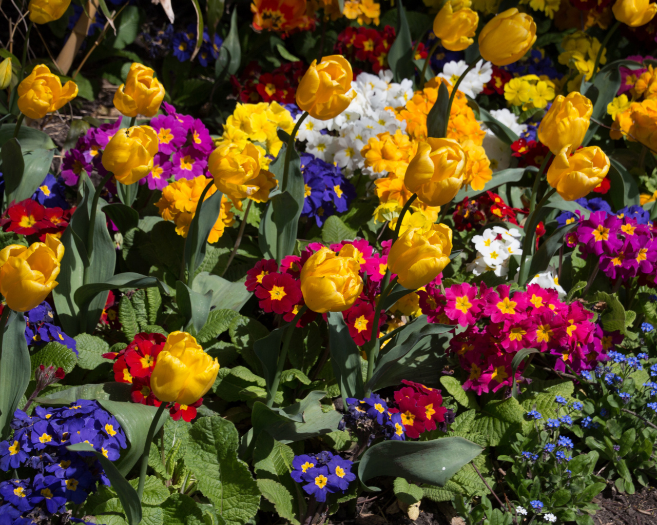 Разноцветные цветы примула и тюльпаны на клумбе