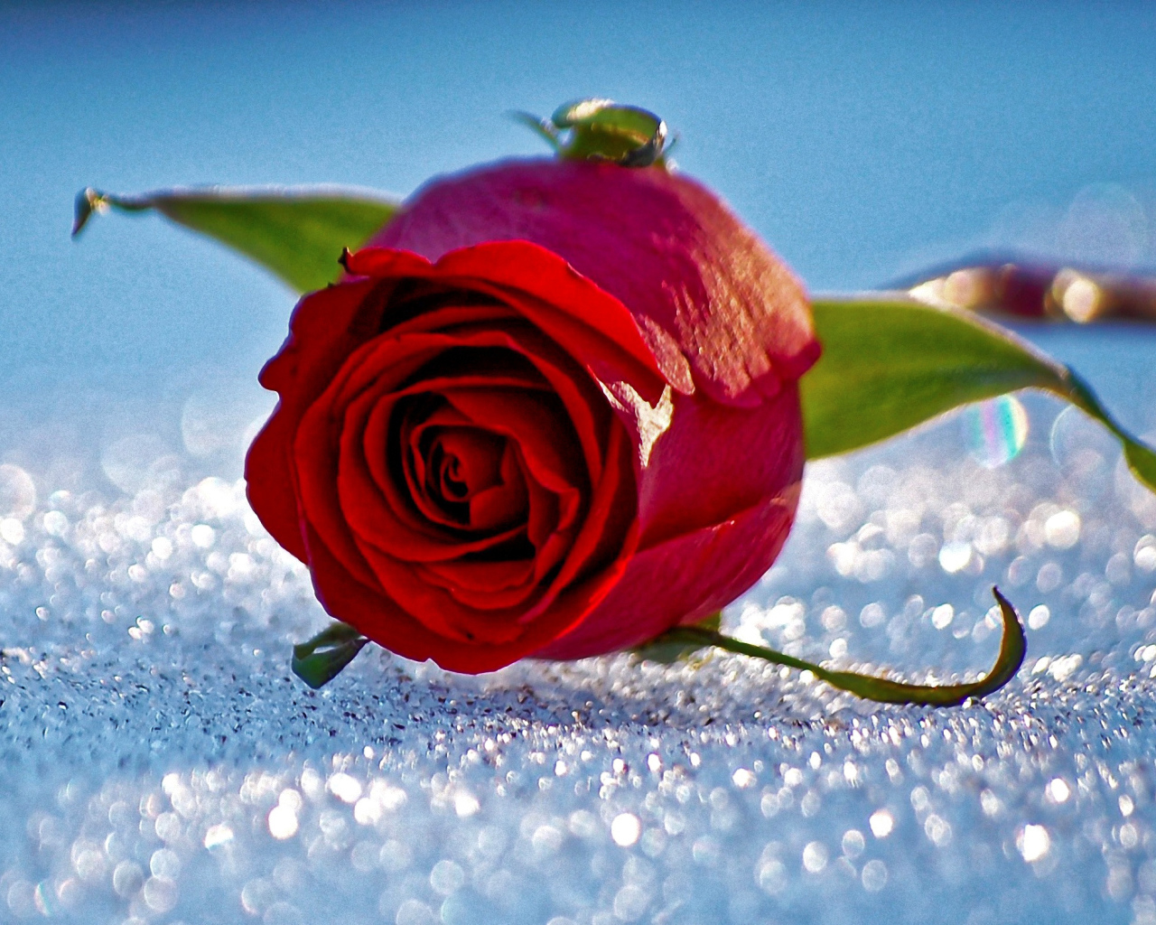 Одна красная роза лежит на горошинах снега 
