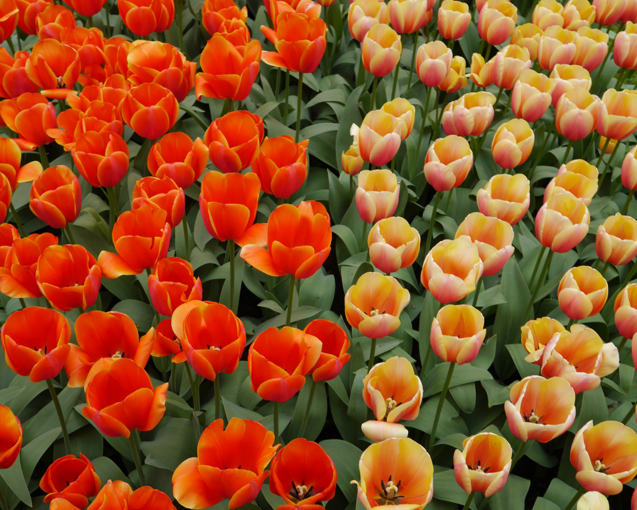 Оранжевые и персиковые цветы тюльпаны на клумбе