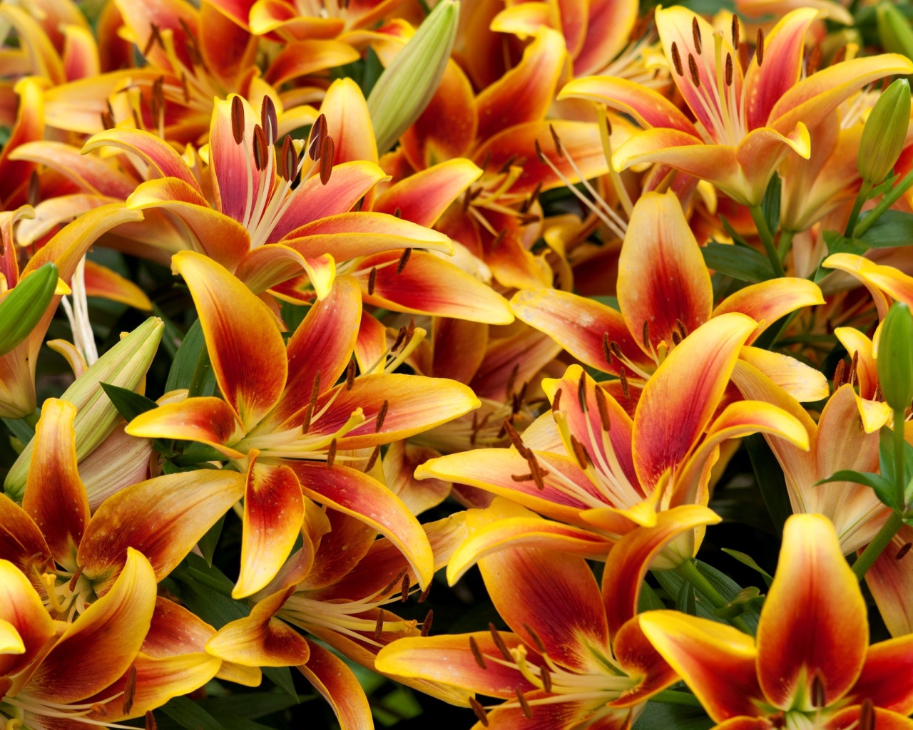 Оранжевые красивые лилии крупным планом