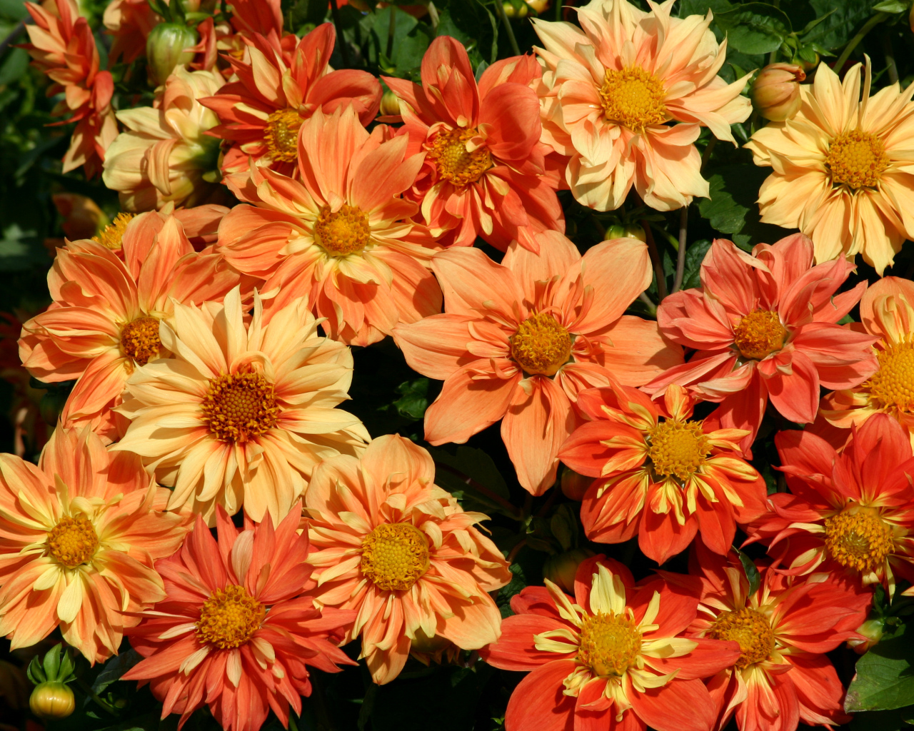 Оранжевые георгины крупным планом