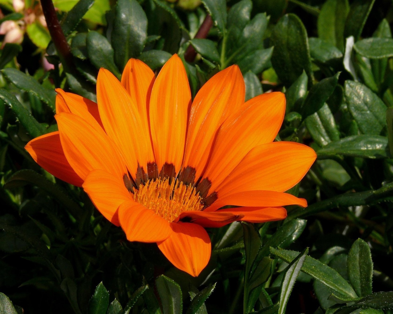 Оранжевый цветок газания крупным планом