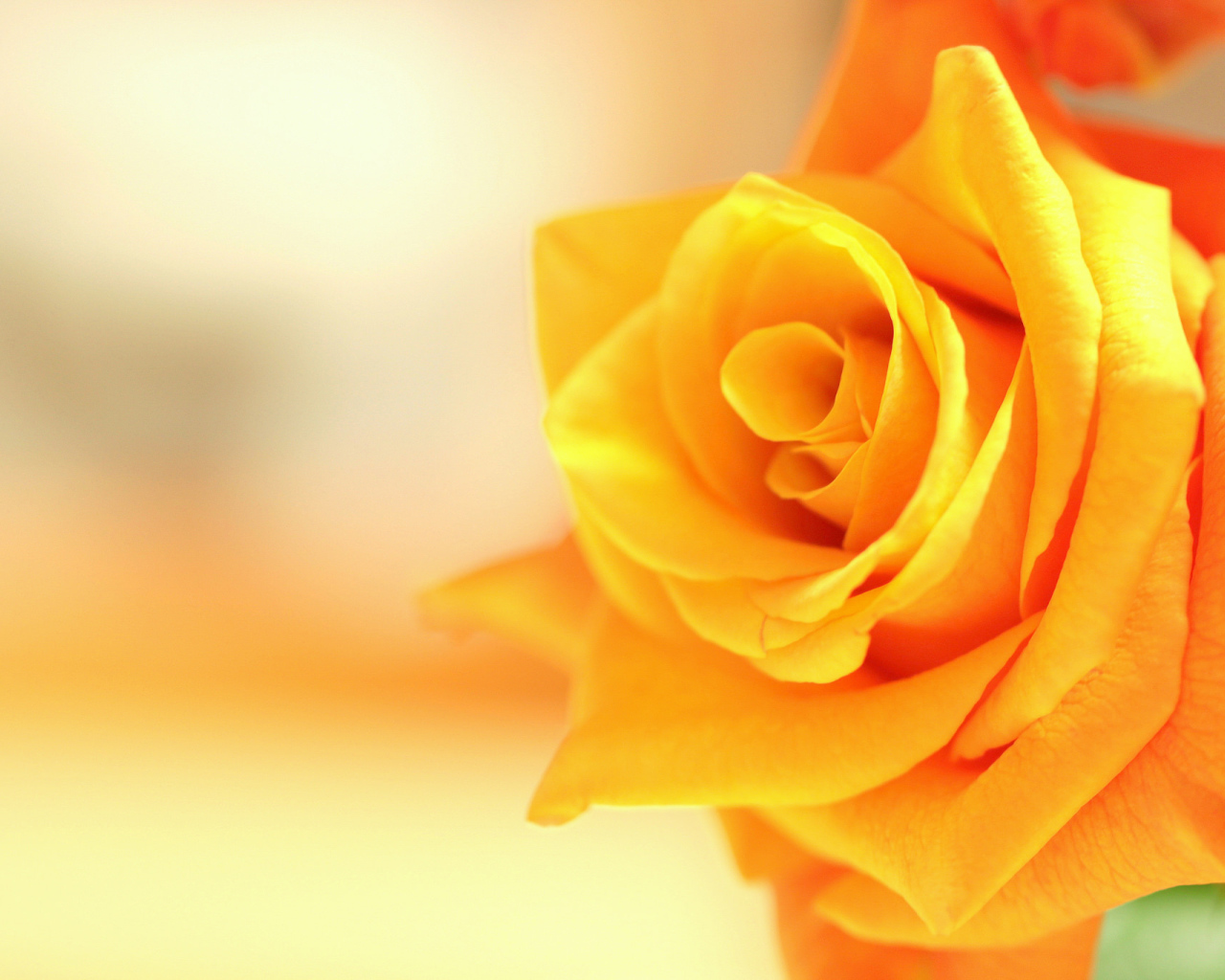 Оранжевый цветок роза крупным планом