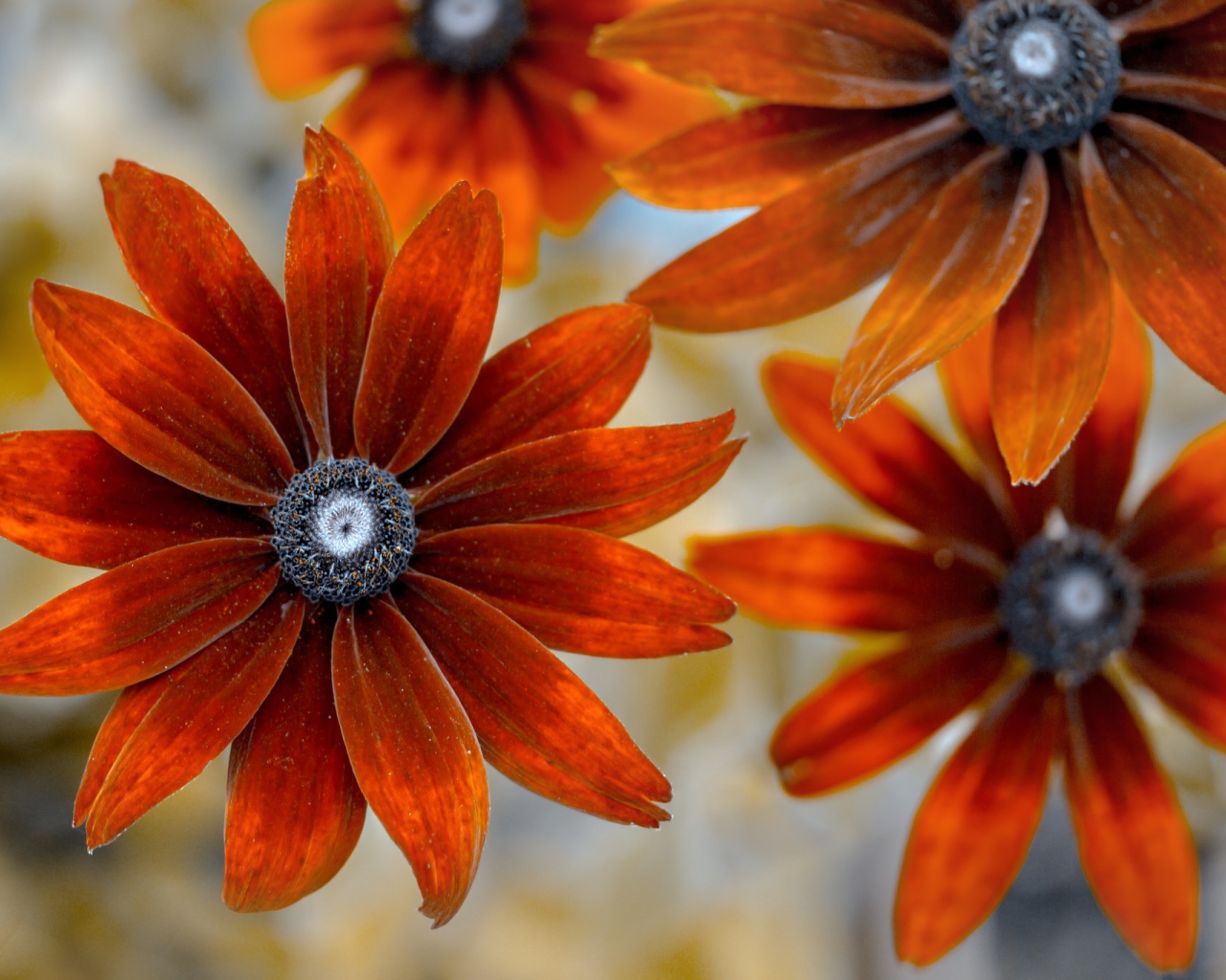 Оранжевые цветы эхинацеи крупным планом