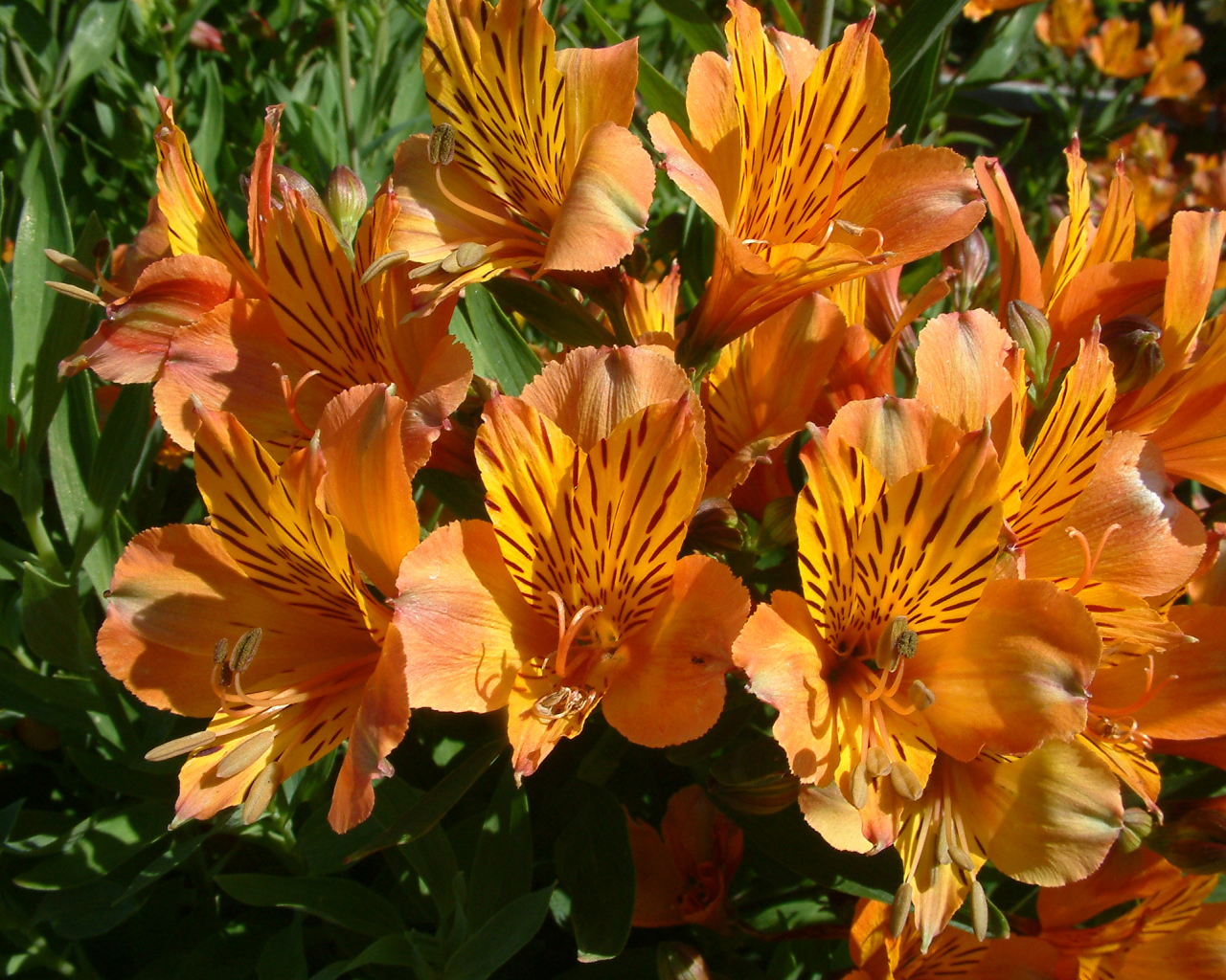 Оранжевые цветы альстрёмерия крупным планом