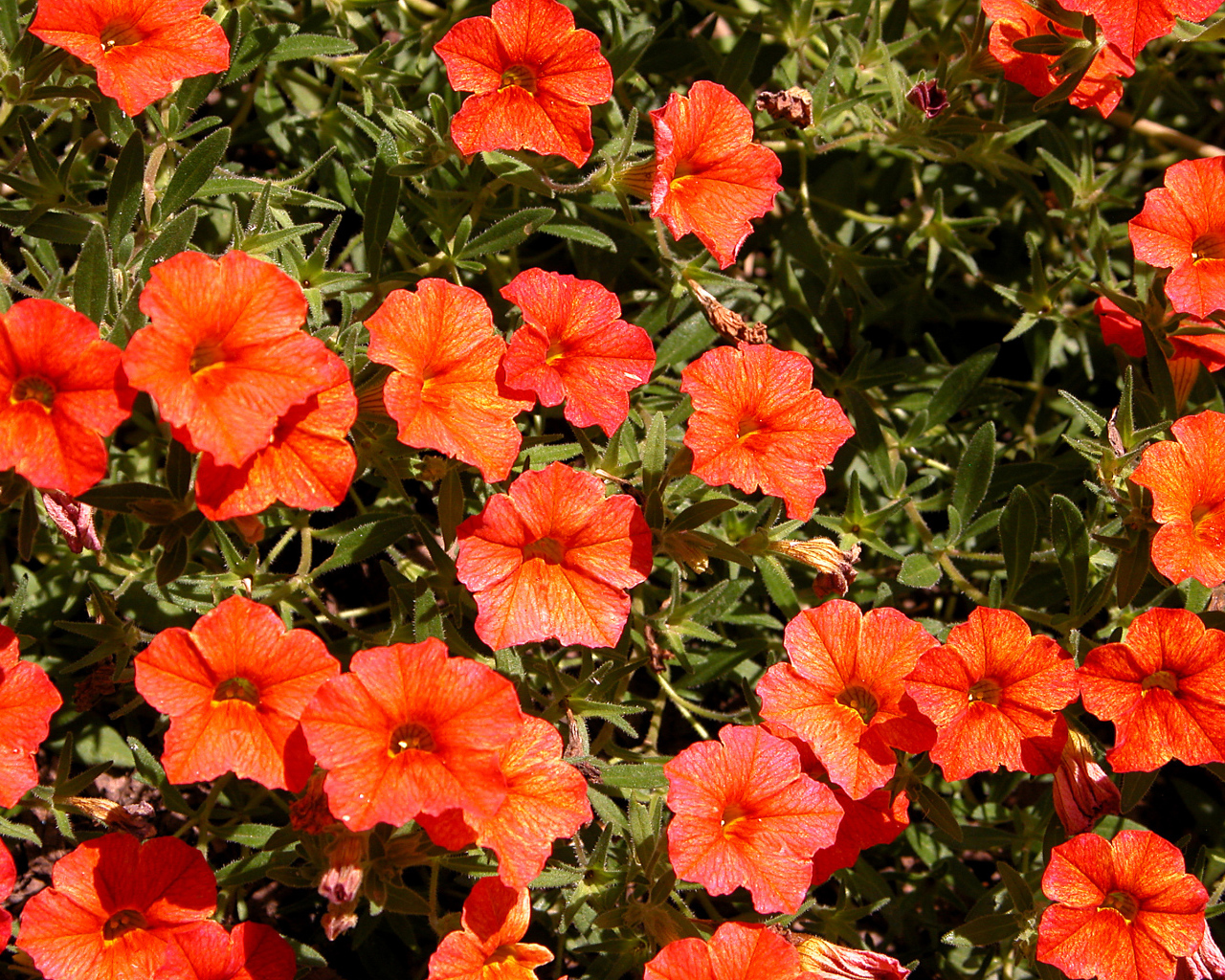 Оранжевые цветы калибрахоа крупным планом