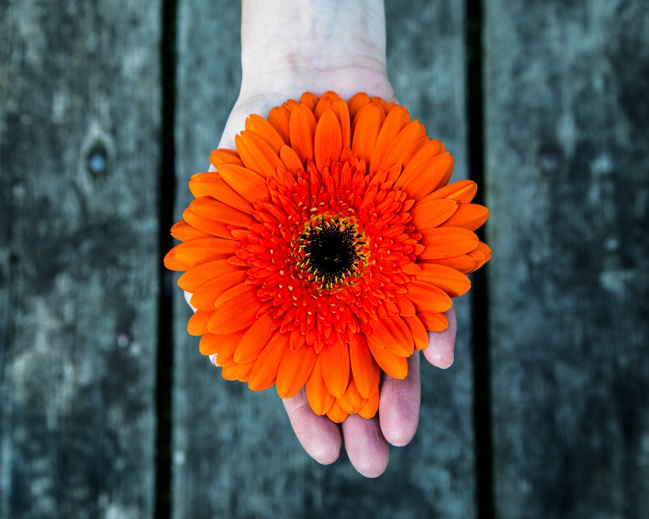 Оранжевый цветок герберы на руке