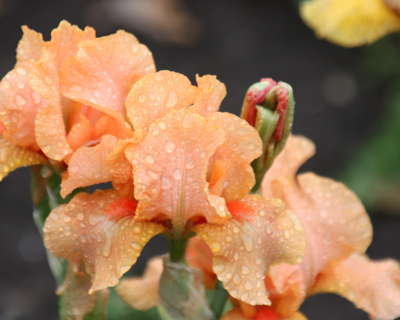 Оранжевые ирисы в каплях росы крупным планом