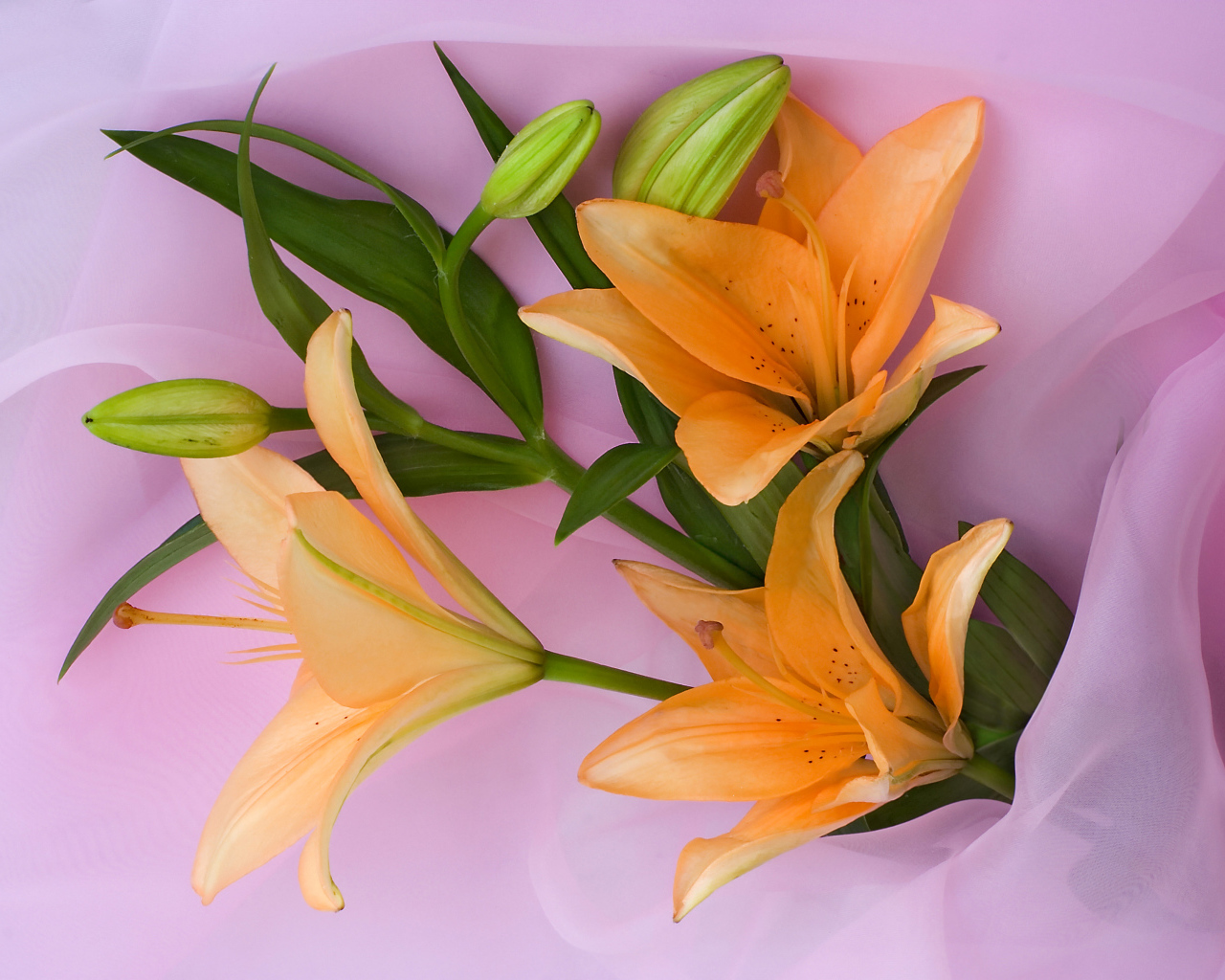 Оранжевые лилии с бутонами на розовом фоне