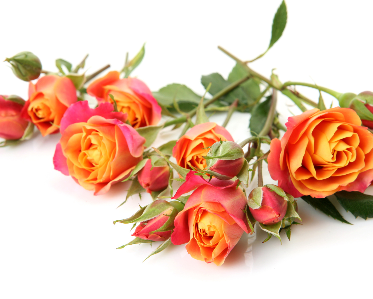 Оранжевые розы с бутонами на белом фоне крупным планом