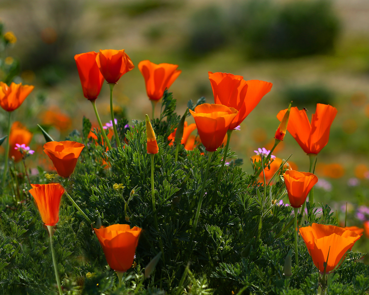 Оранжевые летние цветы Эшшольция