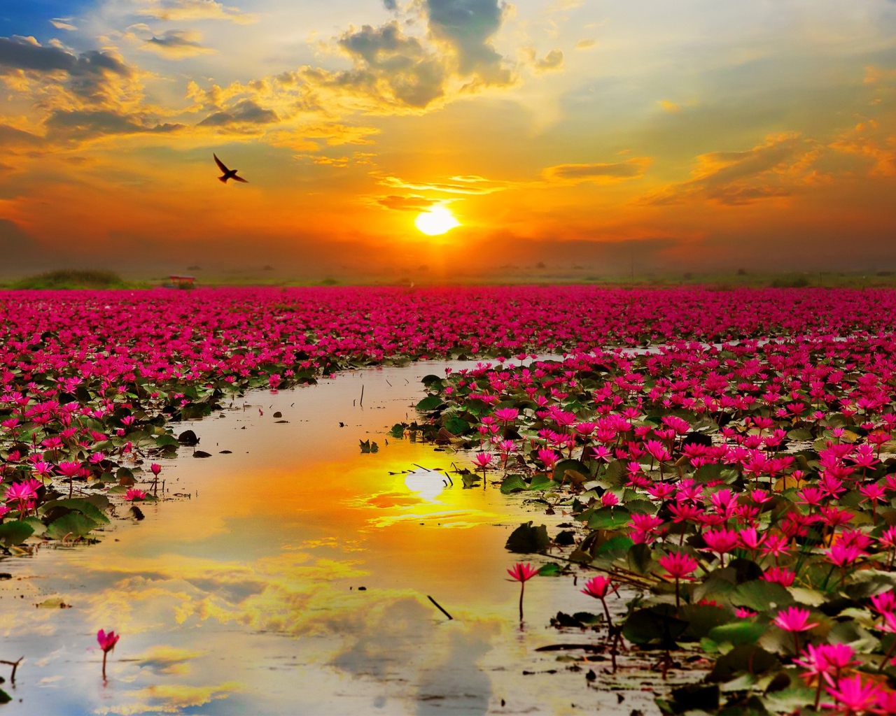 Озеро розовых лотосов на фоне закатного неба  