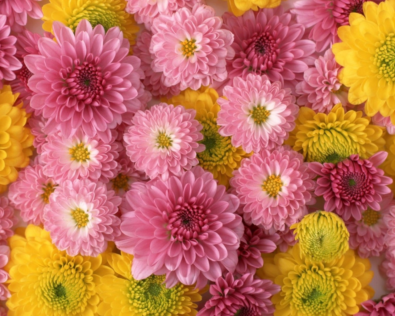 Розовые и желтые красивые цветы георгины  